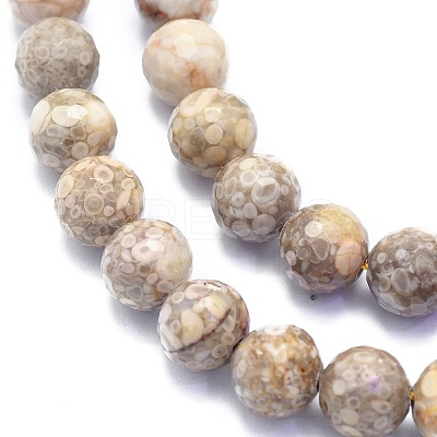 Natural Conch Fossil Beads Strands G-K310-A07-8mm-1