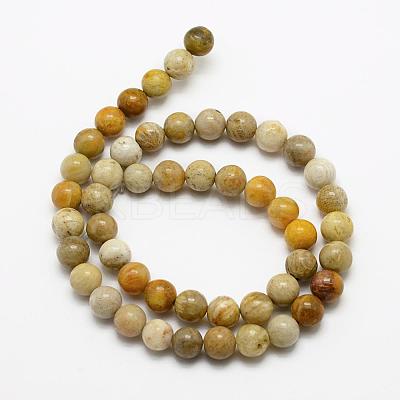 Natural Fossil Coral Beads Strands G-K194-6mm-05-1