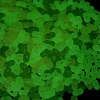 Luminous Transparent Acrylic Beads LACR-D009-01I-3