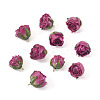10Pcs Preserved Rose Pendants KY-TA0001-59B-3