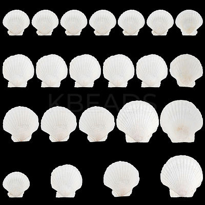 20Pcs 4 Style Natural Scallop Shells SSHEL-PH0001-23-1