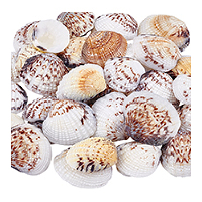 40Pcs Natural Shell for Aquarium Fish Tank Ornaments SHEL-PH0001-69D-1